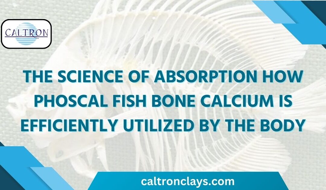 The Science of Absorption: How Phoscal Fish Bone Calcium is Efficiently Utilized by the Body